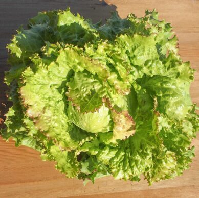 Sviesta salāti 'Blonde à Bord Rouge'